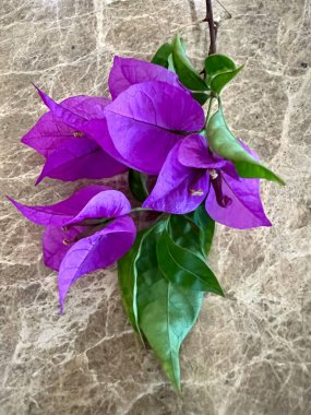 Kahverengi mermer üzerine izole edilmiş yaprakları ve sapları olan mor begonvillerin güzelliği. Dik büyümesi zor bir çiçektir.