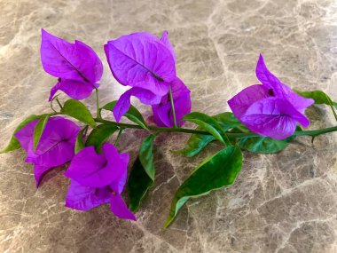 Kahverengi mermer üzerine izole edilmiş yaprakları ve sapları olan mor begonvillerin güzelliği. Dik büyümesi zor bir çiçektir.
