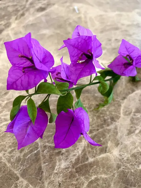 Kahverengi mermer üzerine izole edilmiş yaprakları ve sapları olan mor begonvillerin güzelliği. Dik büyümesi zor bir çiçektir.