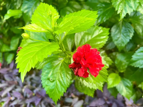 Parlak bir sabahta bahçede çiçeklerin açtığı bulanık kırmızı karanfil fotoğrafı. Bilimsel adı Dianthus Caryophillus. Bahçedeki süs bitkisi.