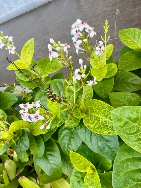 Güzel beyaz şeker çiçeği genellikle bir odayı dekore etmek için kullanılan kesilmiş bir çiçektir. Bilimsel adı Iberis umbellata.