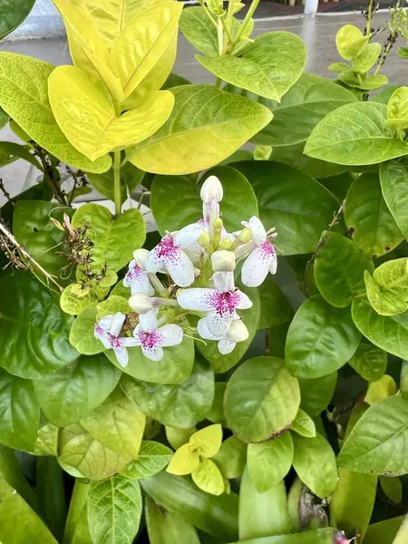 Güzel beyaz şeker çiçeği genellikle bir odayı dekore etmek için kullanılan kesilmiş bir çiçektir. Bilimsel adı Iberis umbellata.