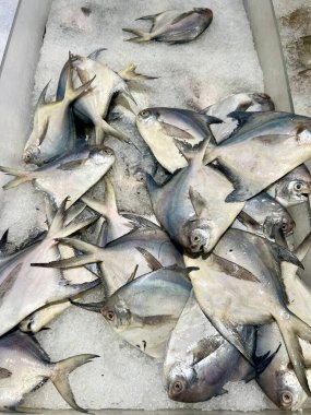 Pazarda buzda sergilenen taze balıklar. Sağlıklı deniz ürünleri konsepti. Balık dokusu ve arka plan. Çeşitli deniz ürünleri tariflerine yemek pişirmek ve eklemek için ideal.