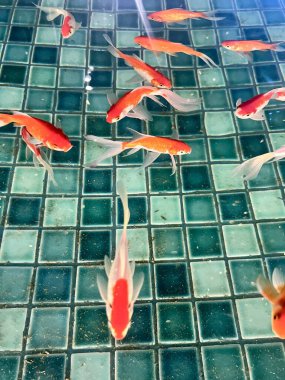 Temiz bir gölette balık tutma gibi bir hobisi olan biri. Kırmızı, turuncu ve beyaz balıklar sakince hareket ederler. Özgeçmiş için uygun