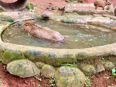 Capybara 'nın gerçek hayatı, şirin yüzlü, hayvanat bahçesindeki sakin bir gölde oynamayı ve yüzmeyi seven kahverengi kürklü. Doğal davranışlarını doğal ortamlarında gösteriyorlar. Hydrochoerus Hydrochaeris.