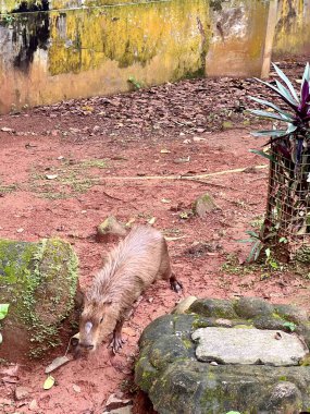 Capybara 'nın gerçek hayatı, şirin yüzlü, hayvanat bahçesindeki sakin bir gölde oynamayı ve yüzmeyi seven kahverengi kürklü. Doğal davranışlarını doğal ortamlarında gösteriyorlar. Hydrochoerus Hydrochaeris.