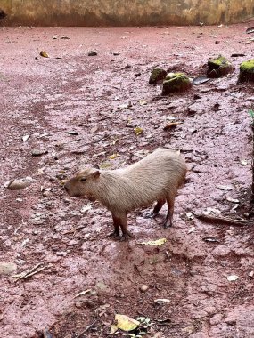 Capybara 'nın gerçek hayatı, şirin yüzlü, hayvanat bahçesindeki sakin bir gölde oynamayı ve yüzmeyi seven kahverengi kürklü. Doğal davranışlarını doğal ortamlarında gösteriyorlar. Hydrochoerus Hydrochaeris.