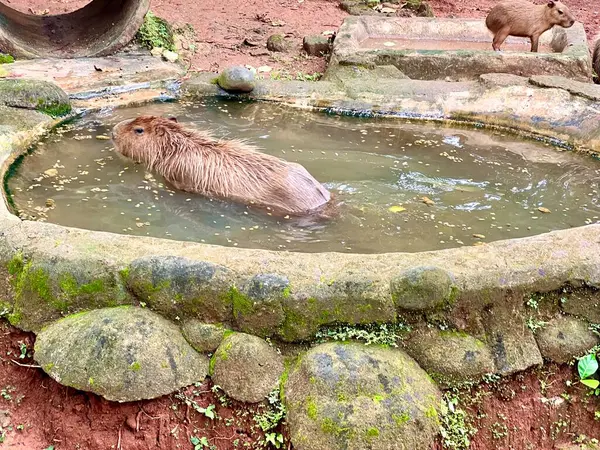 Capybara 'nın gerçek hayatı, şirin yüzlü, hayvanat bahçesindeki sakin bir gölde oynamayı ve yüzmeyi seven kahverengi kürklü. Doğal davranışlarını doğal ortamlarında gösteriyorlar. Hydrochoerus Hydrochaeris.
