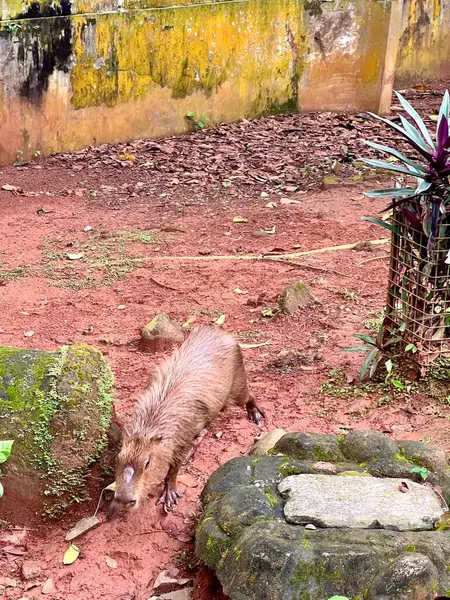 Capybara 'nın gerçek hayatı, şirin yüzlü, hayvanat bahçesindeki sakin bir gölde oynamayı ve yüzmeyi seven kahverengi kürklü. Doğal davranışlarını doğal ortamlarında gösteriyorlar. Hydrochoerus Hydrochaeris.