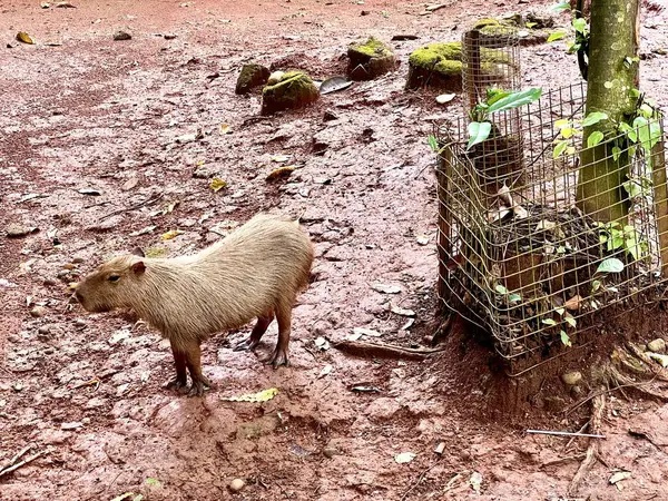 Capybara 'nın gerçek hayatı, şirin yüzlü, hayvanat bahçesindeki sakin bir gölde oynamayı ve yüzmeyi seven kahverengi kürklü. Doğal davranışlarını doğal ortamlarında gösteriyorlar. Hydrochoerus Hydrochaeris.