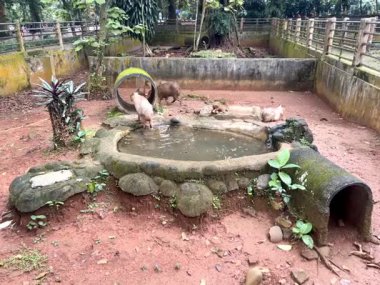 Capybara 'nın gerçek hayatı, şirin yüzlü, hayvanat bahçesindeki sakin bir gölde oynamayı ve yüzmeyi seven kahverengi kürklü. Doğal davranışlarını doğal ortamlarında gösteriyorlar. Hydrochoerus Hydrochaeris.