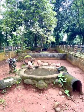 Capybara 'nın gerçek hayatı, şirin yüzlü, hayvanat bahçesindeki sakin bir gölde oynamayı ve yüzmeyi seven kahverengi kürklü. Doğal davranışlarını doğal ortamlarında gösteriyorlar. Hydrochoerus Hydrochaeris.