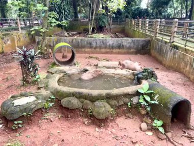 Capybara 'nın gerçek hayatı, şirin yüzlü, hayvanat bahçesindeki sakin bir gölde oynamayı ve yüzmeyi seven kahverengi kürklü. Doğal davranışlarını doğal ortamlarında gösteriyorlar. Hydrochoerus Hydrochaeris.