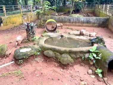 Capybara 'nın gerçek hayatı, şirin yüzlü, hayvanat bahçesindeki sakin bir gölde oynamayı ve yüzmeyi seven kahverengi kürklü. Doğal davranışlarını doğal ortamlarında gösteriyorlar. Hydrochoerus Hydrochaeris.
