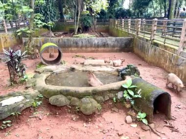 Capybara 'nın gerçek hayatı, şirin yüzlü, hayvanat bahçesindeki sakin bir gölde oynamayı ve yüzmeyi seven kahverengi kürklü. Doğal davranışlarını doğal ortamlarında gösteriyorlar. Hydrochoerus Hydrochaeris.
