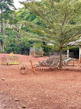 Ragunan Hayvanat Bahçesi, Jakarta, Endonezya 'da benekli geyik sürüsü.