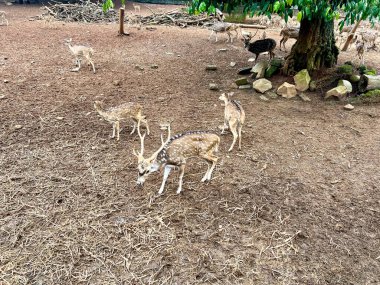 Ragunan Hayvanat Bahçesi, Jakarta, Endonezya 'da benekli geyik sürüsü.