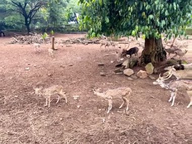 Ragunan Hayvanat Bahçesi, Jakarta, Endonezya 'da benekli geyik sürüsü.