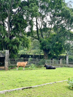Bir Afrika bufalosu (Syncerus caffer) doğal ortamında, yeşil çimenler, ağaçlar ve gün boyunca açık mavi gökyüzü ile. Ragunan Hayvanat Bahçesi Jakarta Endonezya