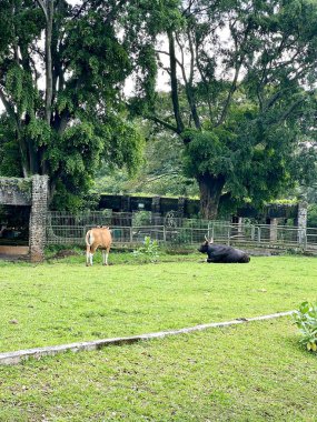 Bir Afrika bufalosu (Syncerus caffer) doğal ortamında, yeşil çimenler, ağaçlar ve gün boyunca açık mavi gökyüzü ile. Ragunan Hayvanat Bahçesi Jakarta Endonezya