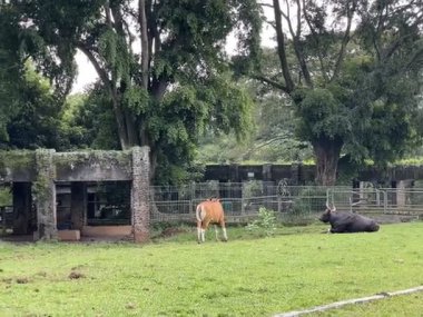 Bir Afrika bufalosu (Syncerus caffer) doğal ortamında, yeşil çimenler, ağaçlar ve gün boyunca açık mavi gökyüzü ile. Ragunan Hayvanat Bahçesi Jakarta Endonezya
