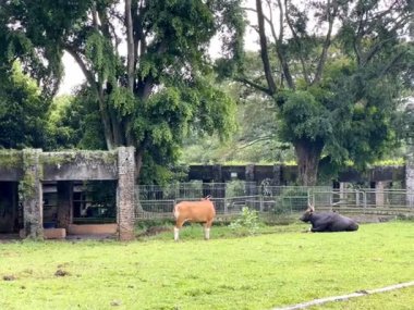 Bir Afrika bufalosu (Syncerus caffer) doğal ortamında, yeşil çimenler, ağaçlar ve gün boyunca açık mavi gökyüzü ile. Ragunan Hayvanat Bahçesi Jakarta Endonezya