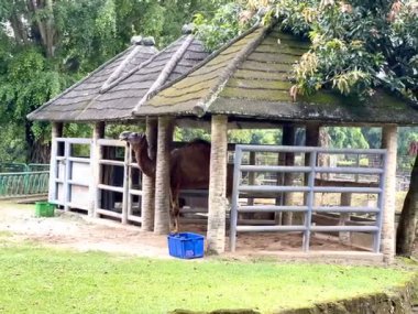 Ragunan Hayvanat Bahçesi 'ndeki deve kafesi, Jakarta, Endonezya. Okul tatillerinde ya da Pazar günleri çocukların sık sık ziyaret ettiği turizm beldelerinden biri..