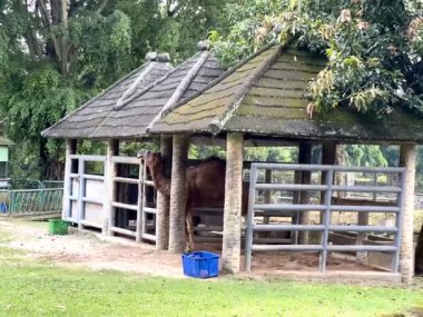 Ragunan Hayvanat Bahçesi 'ndeki deve kafesi, Jakarta, Endonezya. Okul tatillerinde ya da Pazar günleri çocukların sık sık ziyaret ettiği turizm beldelerinden biri..