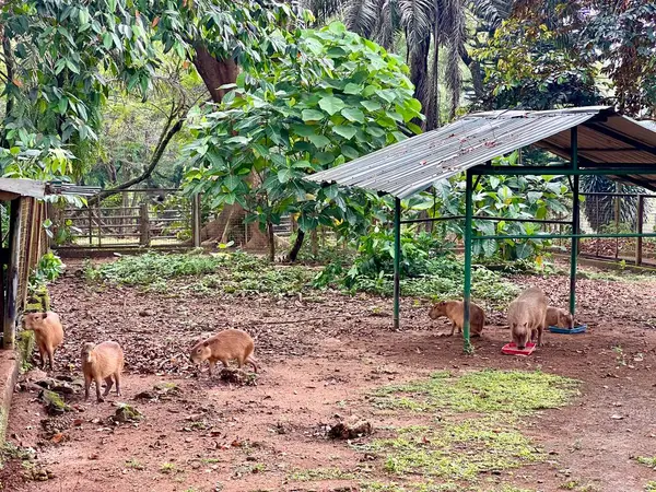 Jakarta, Endonezya 'daki Ragunan Hayvanat Bahçesi. Capybaras 'lar gün boyunca etraflarında oyun oynuyorlar..