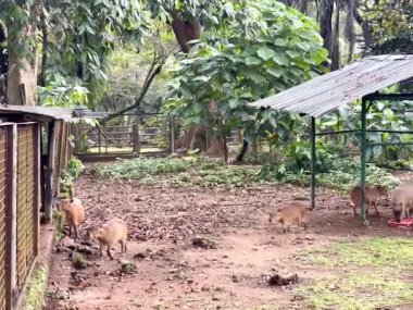 Jakarta, Endonezya 'daki Ragunan Hayvanat Bahçesi. Capybaras 'lar gün boyunca etraflarında oyun oynuyorlar..