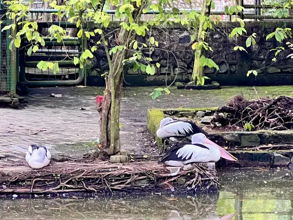 Bir pelikanın fotoğrafı, yemyeşil tropikal bitkiler ve sakin doğal bir manzarayla çevrili, yansıyan bir göletin yanında zarifçe oturuyor..