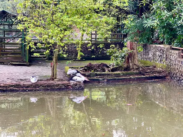 Bir pelikanın fotoğrafı, yemyeşil tropikal bitkiler ve sakin doğal bir manzarayla çevrili, yansıyan bir göletin yanında zarifçe oturuyor..