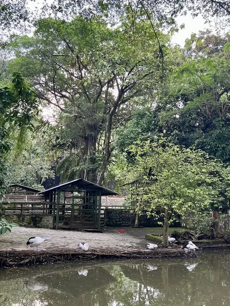 Bir pelikanın fotoğrafı, yemyeşil tropikal bitkiler ve sakin doğal bir manzarayla çevrili, yansıyan bir göletin yanında zarifçe oturuyor..