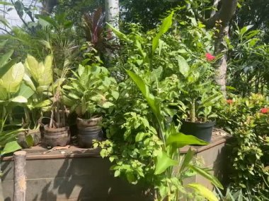 Küçük beyaz çiçekli ve yemyeşil yapraklı noni meyveleri. Doğal iyileştirici özellikleriyle tanınan tropikal bir bitki. Noni meyvesi ilaç olarak kullanılabilir.