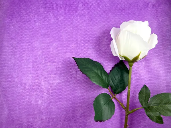 Mor mendil arka planında beyaz bir gül çiçeğinin yatay fotoğrafı. Arkaplan, doku, metin, reklam, davetiye ve daha fazlası olarak kullanılabilir
