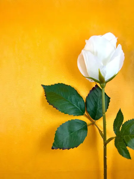 Turuncu kağıt arka planda beyaz bir gül çiçeğinin dikey fotoğrafı. Arkaplan, doku, metin, reklam, davetiye ve daha fazlası olarak kullanılabilir