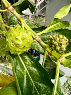 Küçük beyaz çiçekli ve yemyeşil yapraklı noni meyveleri. Doğal iyileştirici özellikleriyle tanınan tropikal bir bitki. Noni meyvesi ilaç olarak kullanılabilir.