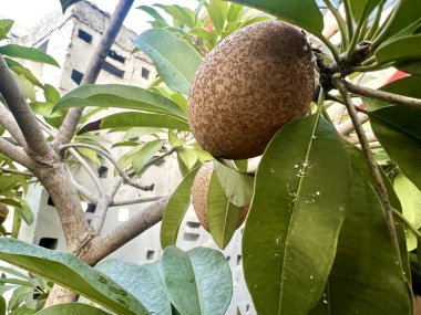 Sapodilla meyvesi ve yemyeşil yapraklar, Endonezya 'da tropikal bir bitki. Tatlı bir tadı olan yumuşak meyve dokusuyla tanınır..