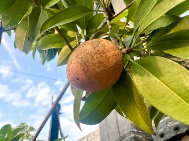 Sapodilla meyvesi ve yemyeşil yapraklar, Endonezya 'da tropikal bir bitki. Tatlı bir tadı olan yumuşak meyve dokusuyla tanınır..