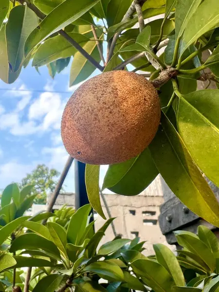 Sapodilla meyvesi ve yemyeşil yapraklar, Endonezya 'da tropikal bir bitki. Tatlı bir tadı olan yumuşak meyve dokusuyla tanınır..