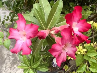 Adenyum çiçekleri ekme ve toplama hobisi olan bir kişi, adenyum çiçeklerini bol bol büyüyen yeşil yapraklarla birlikte egzotik kırmızı ve pembe renklerle sergiler..