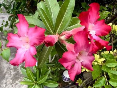 Adenyum çiçekleri ekme ve toplama hobisi olan bir kişi, adenyum çiçeklerini bol bol büyüyen yeşil yapraklarla birlikte egzotik kırmızı ve pembe renklerle sergiler..