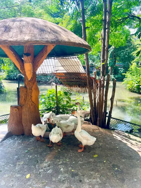 Endonezya 'nın Surabaya şehrinde güzel manzaralı güzel beyaz tüylü bir kuğu sürüsü.