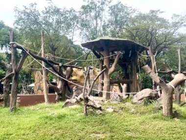 Endonezya yağmur ormanlarından bir grup maymun aktif olarak oyun oynuyorlar ve etrafta dolaşıyorlar. Şirin ve yaramaz görünüyorlar..