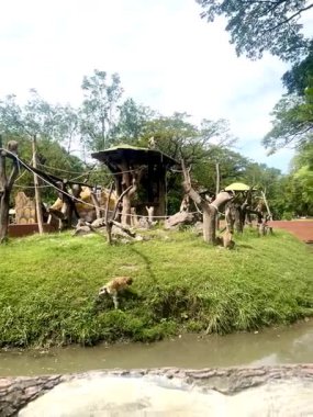 Endonezya yağmur ormanlarından bir grup maymun aktif olarak oyun oynuyorlar ve etrafta dolaşıyorlar. Şirin ve yaramaz görünüyorlar..