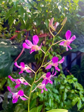 Endonezya 'nın tropikal ikliminde yapraklardan oluşan güzel bir mor orkide çiçeği..