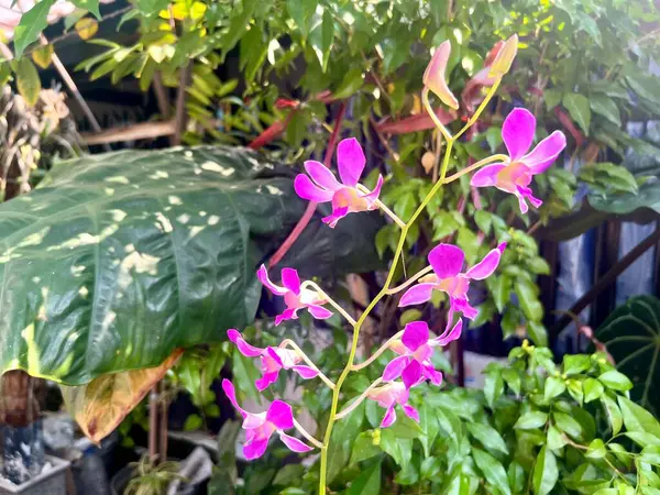 Endonezya 'nın tropikal ikliminde yapraklardan oluşan güzel bir mor orkide çiçeği..