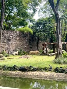 Endonezya 'da yeşil otlar ve gölgeli ağaçlarla dolu bir parkta uzaktan görülen bir çift aslan.