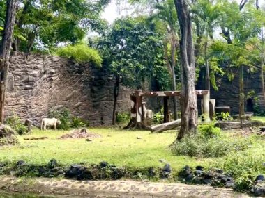 Endonezya 'da yeşil otlar ve gölgeli ağaçlarla dolu bir parkta uzaktan görülen bir çift aslan.