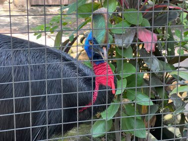 Güzel Cassowary (Kasuari) sabah bir hayvanat bahçesinde, Papua Endonezya 'dan gelen bir hayvan